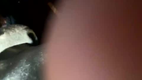 fieldmousebby online show from 12, 11, 2025