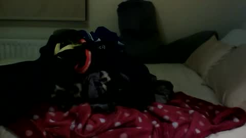 Snapshot of fitbut chatting on 30, 1, 2025 Fitbut online show from 30, 1, 2025