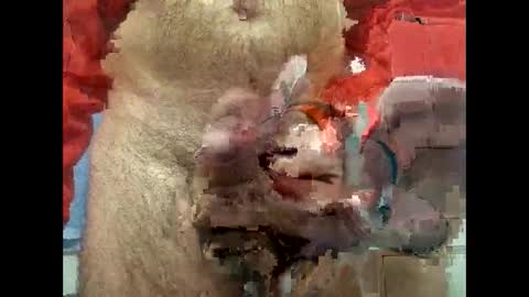 flippe64 online show from 5, 2, 2025