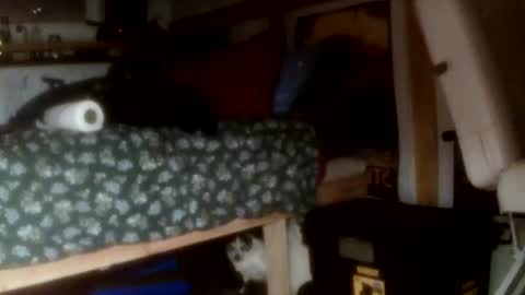 Snapshot of forestnymphpdx chatting on 14, 11, 2025 forestnymphpdx online show from 14, 11, 2025