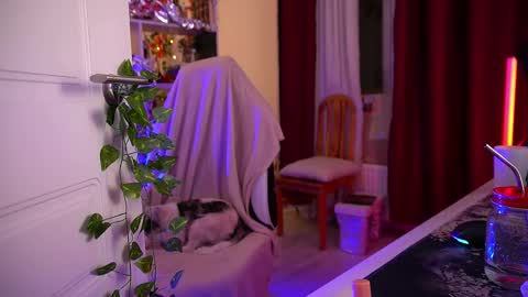 Senya  subscribe to telegram channel  online show from 2, 12, 2025