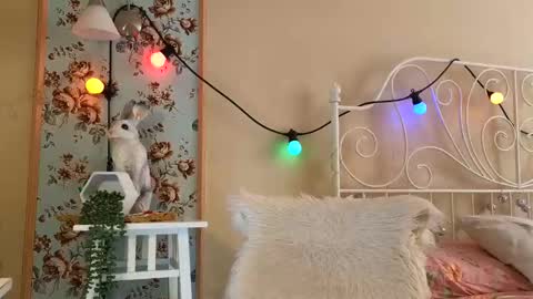 Franky online show from 18, 2, 2025