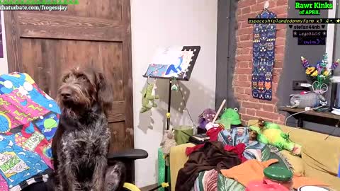   Jaywise Frogfoot  online show from 11, 4, 2026