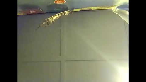 Snapshot of fucmebudoo chatting on 18, 10, 2025 Warwick online show from 18, 10, 2025