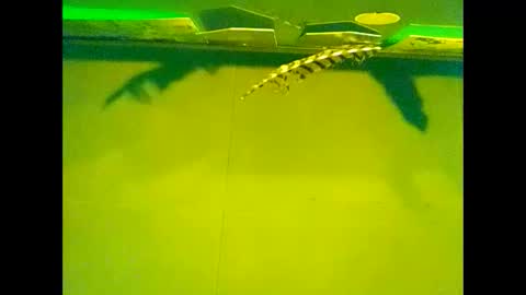 Snapshot of fucmebudoo chatting on 22, 10, 2025 Warwick online show from 22, 10, 2025