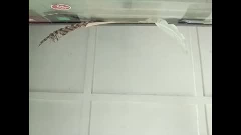 Snapshot of fucmebudoo chatting on 27, 10, 2025 Warwick online show from 27, 10, 2025