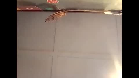 Snapshot of fucmebudoo chatting on 30, 10, 2025 Warwick online show from 30, 10, 2025