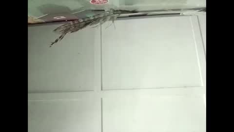 Snapshot of fucmebudoo chatting on 12, 11, 2025 Warwick online show from 12, 11, 2025