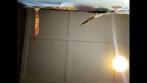 Snapshot of fucmebudoo chatting on 23, 11, 2025 Warwick online show from 23, 11, 2025