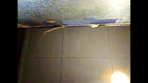 Snapshot of fucmebudoo chatting on 30, 11, 2025 Warwick online show from 30, 11, 2025