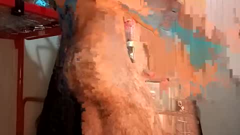 Snapshot of funny_quarantine chatting on 2, 2, 2025 Italian men online show from 2, 2, 2025