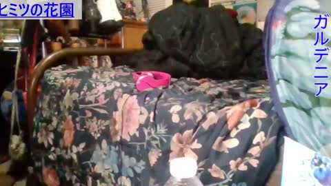 Gardenia online show from 16, 12, 2024