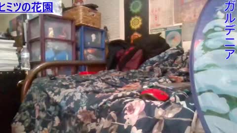 Gardenia online show from 26, 2, 2025