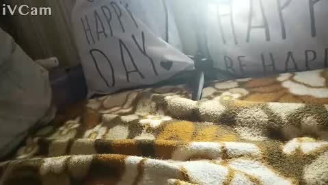 gatodes6116291 online show from 30, 10, 2025