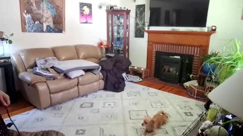 goodgirlcelestecat online show from 3, 10, 2025