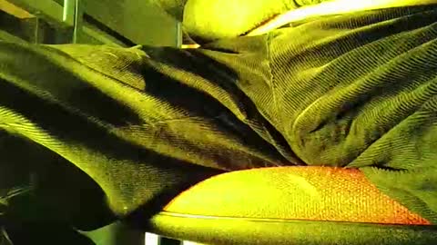 Snapshot of grapefruit chatting on 5, 11, 2025 grapefruit online show from 5, 11, 2025