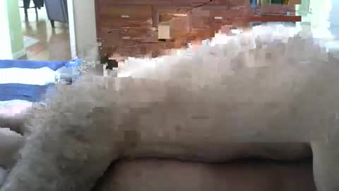 Snapshot of grsmnky65 chatting on 14, 12, 2025 grsmnky65 online show from 14, 12, 2025