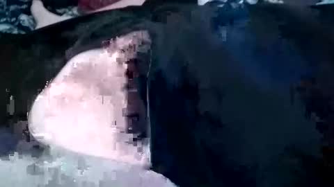 Snapshot of guevaraalexis036 chatting on 4, 10, 2025 guevaraalexis036 online show from 4, 10, 2025