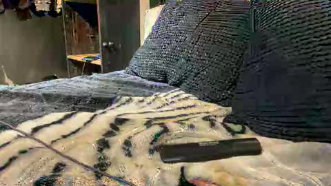 gumbywanna online show from 15, 3, 2026