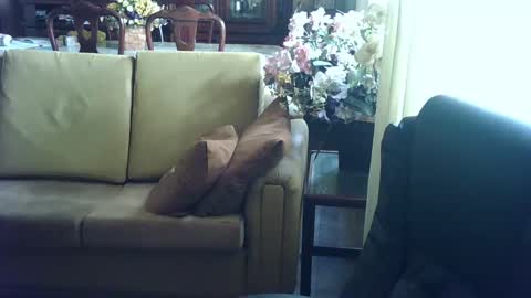 gutobhz249564 online show from 4, 3, 2025