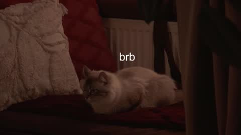 Hanna online show from 3, 2, 2026