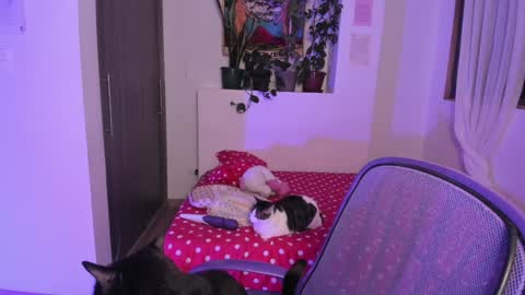 Snapshot of honey_hoe chatting on 13, 12, 2024 Lau online show from 13, 12, 2024