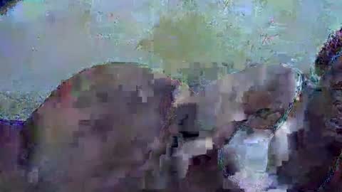 honey_sunshiny online show from 3, 2, 2026