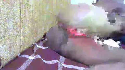 Snapshot of hot_ebony11 chatting on 16, 2, 2025 chooo pie online show from 16, 2, 2025