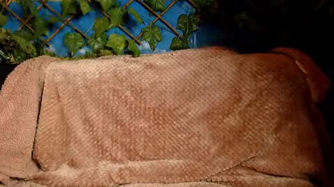 Snapshot of hustle6930 chatting on 14, 12, 2024 Kayla online show from 14, 12, 2024