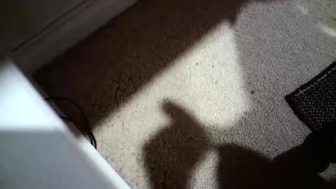 Hypeman online show from 12, 4, 2026