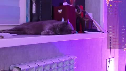 Aysi online show from 6, 3, 2026