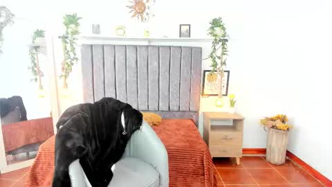 im_tulipan online show from 25, 2, 2026