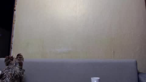 Snapshot of imelissa8malis chatting on 6, 1, 2026 irina online show from 6, 1, 2026