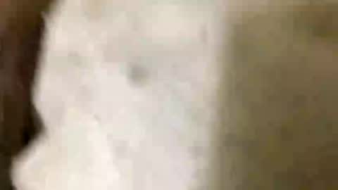 Snapshot of jaaltar chatting on 8, 1, 2026 Jaaltar online show from 8, 1, 2026