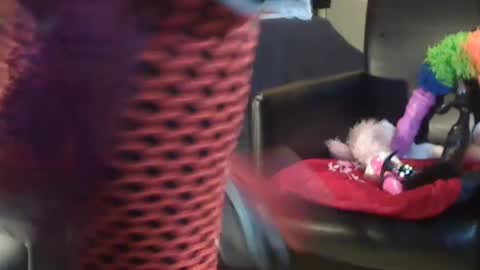 JACKSLUT BUY ME . FAN CLUB MEMBERS AND THOSE WHOM THE MEMBERS INDICATE SISY SLUT PROVIDES THEM  FREE SERVICES online show from 28, 12, 2024