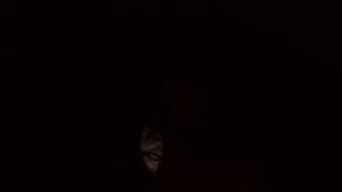 Jamacian online show from 3, 3, 2025