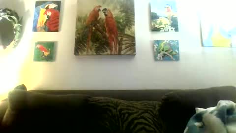Snapshot of jay_jay1475 chatting on 20, 1, 2025 jay-jay1475 online show from 20, 1, 2025