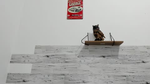 Jaycreedd online show from 11, 9, 2025