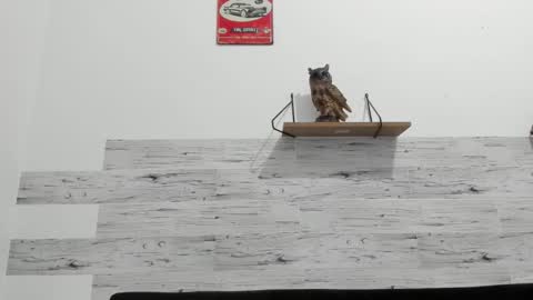 Jaycreedd online show from 10, 10, 2025