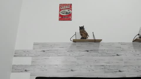 Jaycreedd online show from 12, 11, 2025