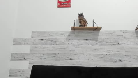 Jaycreedd online show from 14, 1, 2026