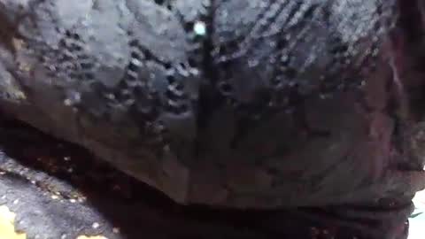 Snapshot of jaysonata215 chatting on 9, 12, 2024 jaysonata215 online show from 9, 12, 2024