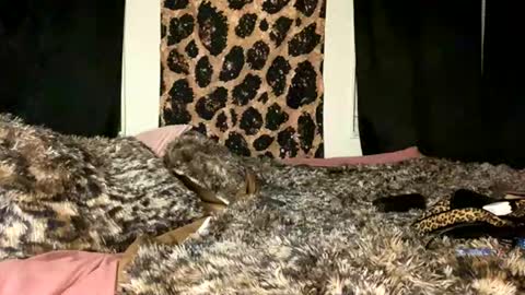 jeddahdolly online show from 28, 11, 2025