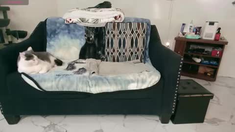 Snapshot of jjjust4fun1985 chatting on 13, 2, 2025 Nicole Allen online show from 13, 2, 2025