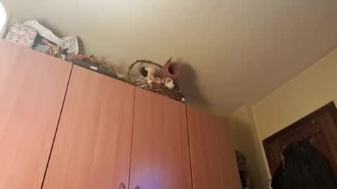 Snapshot of juanka85564456 chatting on 20, 1, 2025 juanka85564456 online show from 20, 1, 2025