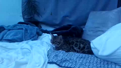 jwolf11851725 online show from 25, 10, 2025