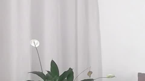 Snapshot of katejolie chatting on 19, 2, 2025 Help me with rate thanks online show from 19, 2, 2025