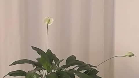 Snapshot of katejolie chatting on 2, 3, 2025 Help me with rate thanks online show from 2, 3, 2025