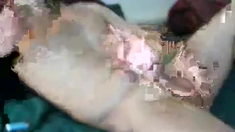 kloeyhoottoyboy online show from 21, 3, 2026