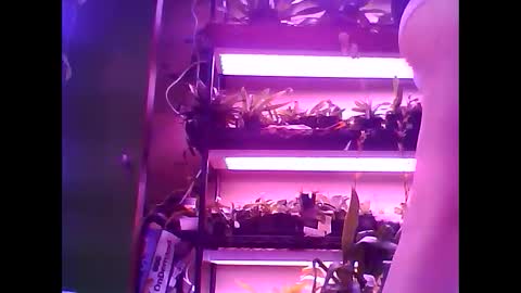 krookedorchid online show from 15, 1, 2026